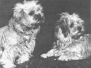 B&W Lhasa Picture