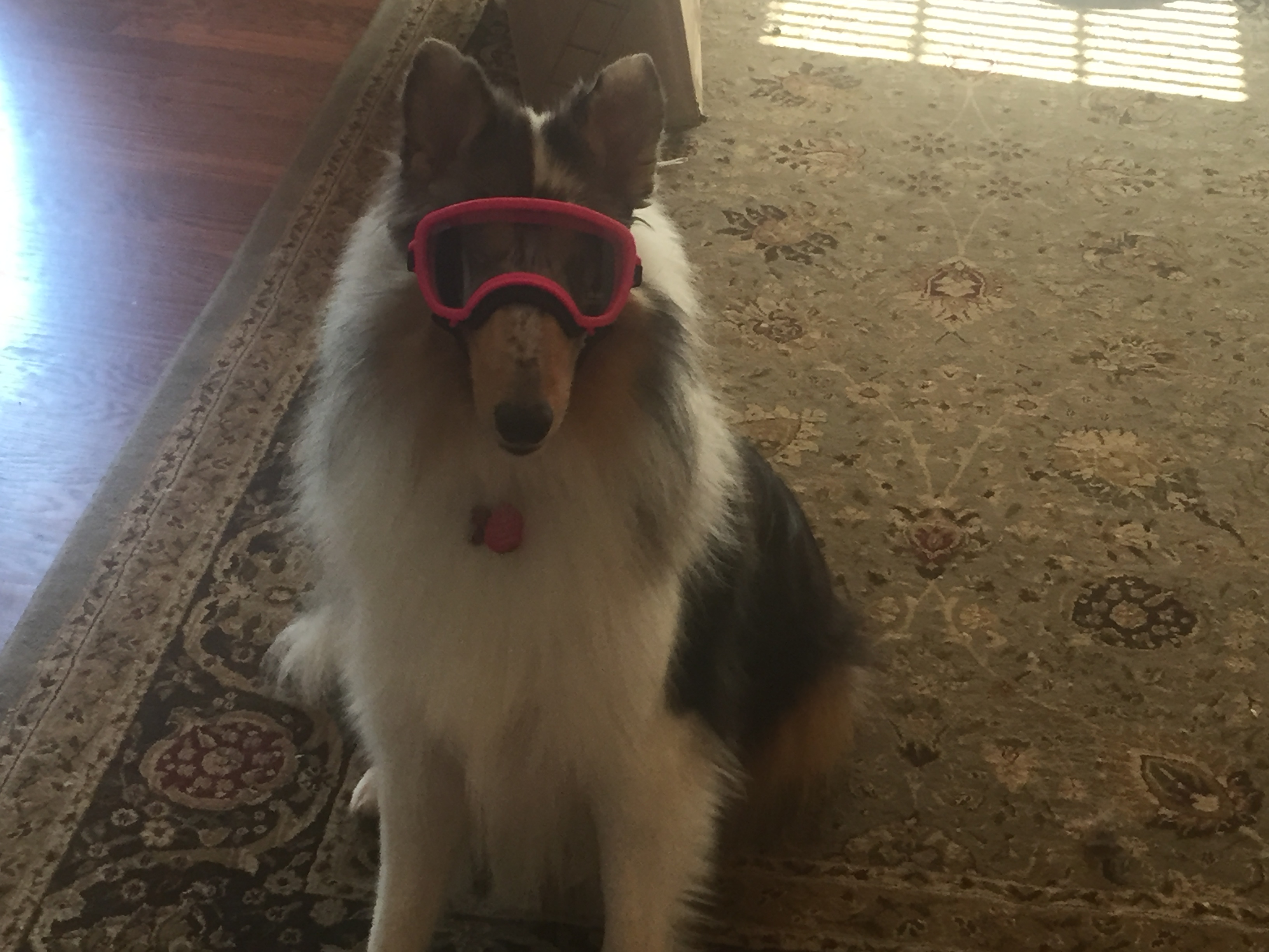 Daisy styling in googles