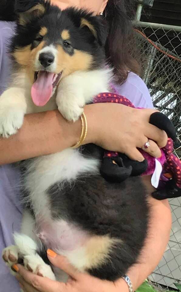 Zephyr @ Breeder