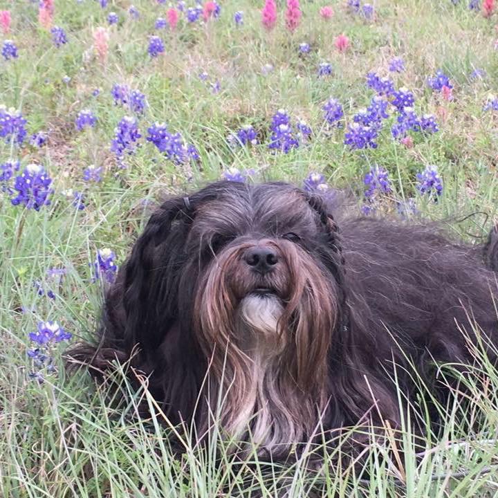 Landry in Bluebonnets
