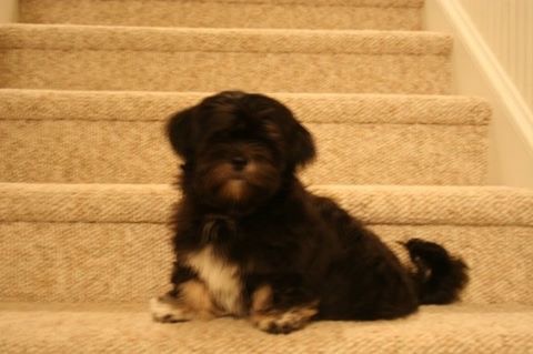 Lhasa Puppy