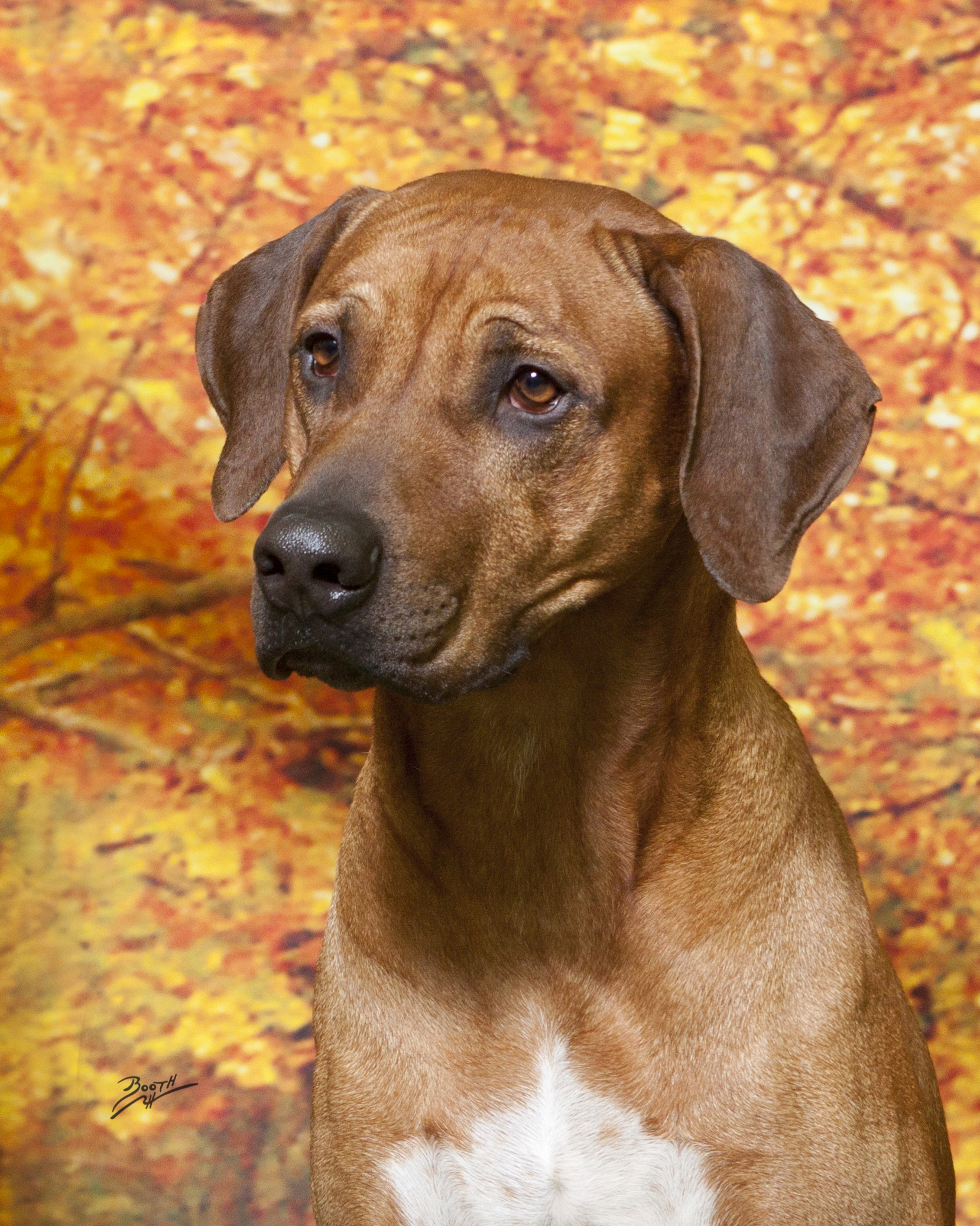 Head shot of Desmond