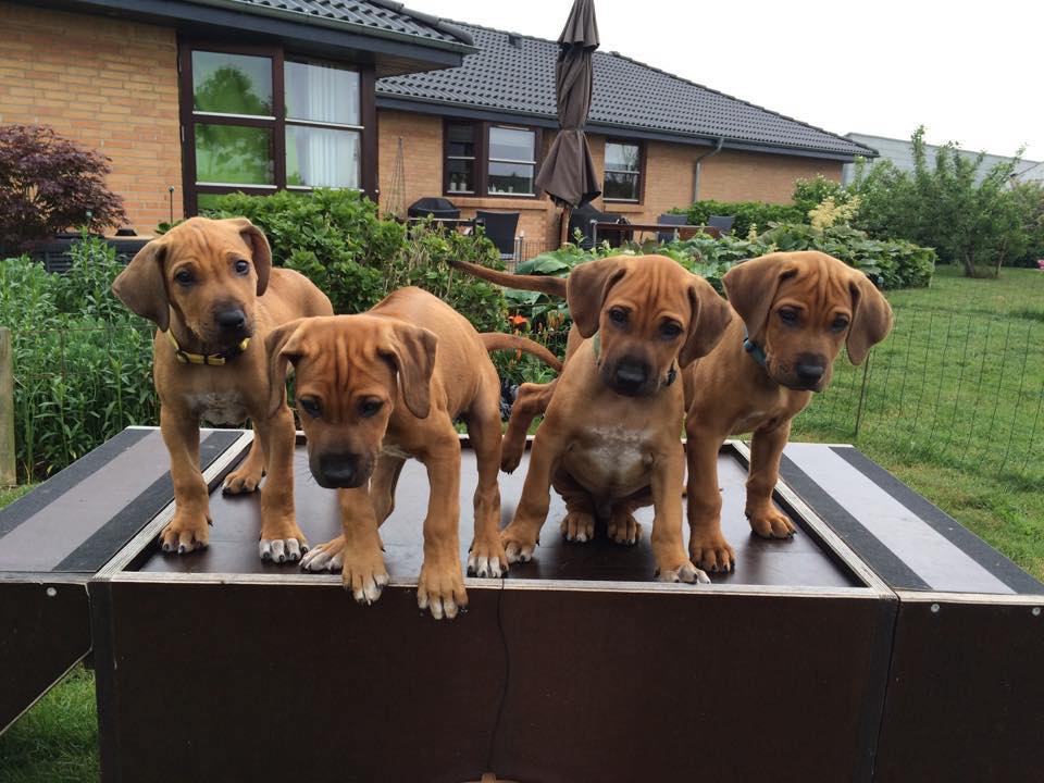 RR Puppies