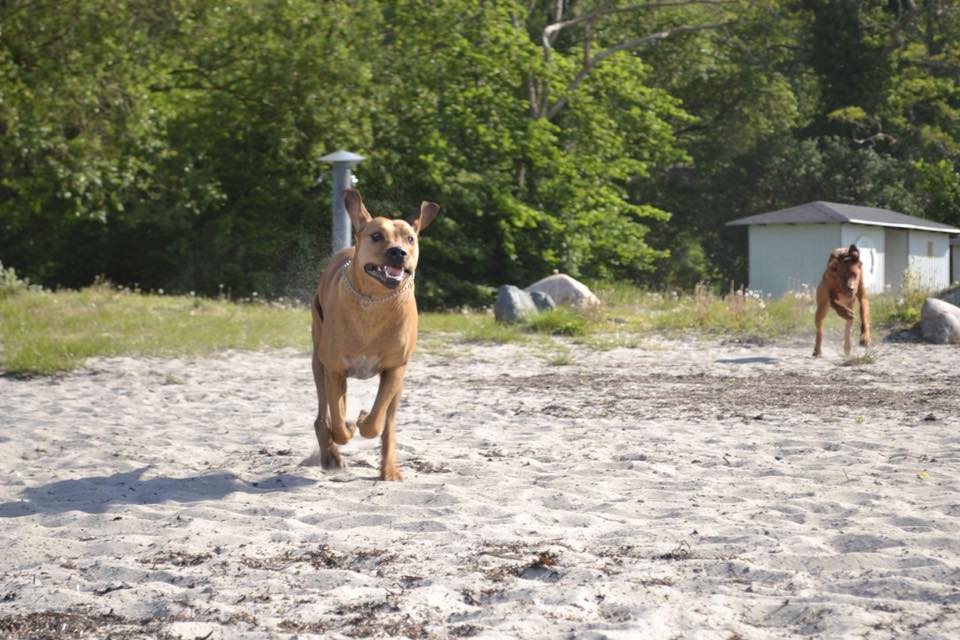 D'Jango running